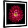 Red Aster II-Magda Indigo-Framed Photographic Print