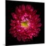 Red Aster II-Magda Indigo-Mounted Photographic Print