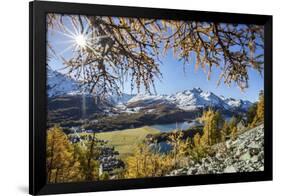 Red Autumn Larches Hide the Sun by Lake Sils. Engadine. Switzerland-ClickAlps-Framed Photographic Print