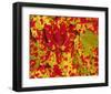 Red Autumn Maple Leafs-null-Framed Art Print