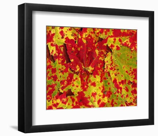 Red Autumn Maple Leafs-null-Framed Art Print