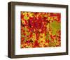 Red Autumn Maple Leafs-null-Framed Art Print