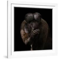 Red-Backed Bearded Saki Portrait - Chiropotes Chiropotes-Mathilde Guillemot-Framed Giclee Print