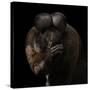 Red-Backed Bearded Saki Portrait - Chiropotes Chiropotes-Mathilde Guillemot-Stretched Canvas