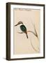 Red Backed Kingfisher-John Gould-Framed Art Print