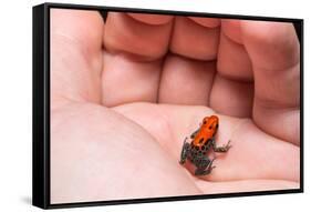 Red-Backed Poison Frog, (Ranitomeya Reticulata) a Colorful and Poison Frog of the Amazon Jungle.-Christian Vinces-Framed Stretched Canvas