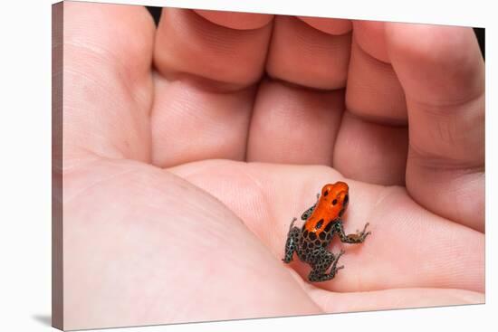 Red-Backed Poison Frog, (Ranitomeya Reticulata) a Colorful and Poison Frog of the Amazon Jungle.-Christian Vinces-Stretched Canvas