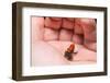 Red-Backed Poison Frog, (Ranitomeya Reticulata) a Colorful and Poison Frog of the Amazon Jungle.-Christian Vinces-Framed Photographic Print