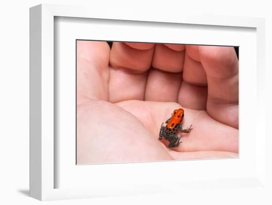 Red-Backed Poison Frog, (Ranitomeya Reticulata) a Colorful and Poison Frog of the Amazon Jungle.-Christian Vinces-Framed Photographic Print