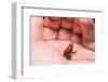 Red-Backed Poison Frog, (Ranitomeya Reticulata) a Colorful and Poison Frog of the Amazon Jungle.-Christian Vinces-Framed Photographic Print