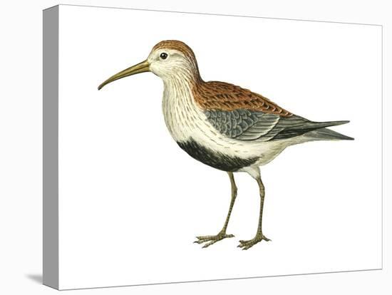 Red-Backed Sandpiper (Calidris Alpina Pacifica), Birds-Encyclopaedia Britannica-Stretched Canvas