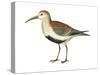 Red-Backed Sandpiper (Calidris Alpina Pacifica), Birds-Encyclopaedia Britannica-Stretched Canvas