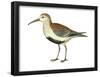 Red-Backed Sandpiper (Calidris Alpina Pacifica), Birds-Encyclopaedia Britannica-Framed Poster