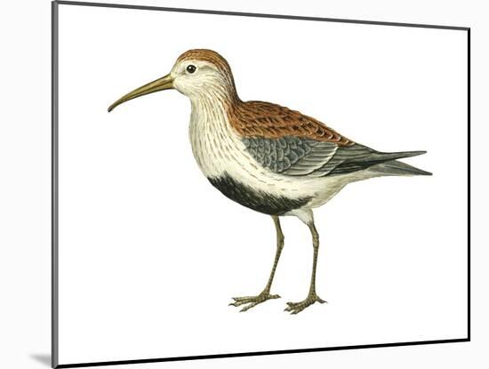 Red-Backed Sandpiper (Calidris Alpina Pacifica), Birds-Encyclopaedia Britannica-Mounted Poster