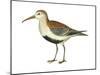 Red-Backed Sandpiper (Calidris Alpina Pacifica), Birds-Encyclopaedia Britannica-Mounted Poster