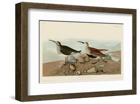 Red Backed Sandpiper-John James Audubon-Framed Art Print