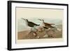 Red Backed Sandpiper-John James Audubon-Framed Art Print