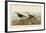 Red Backed Sandpiper-John James Audubon-Framed Art Print