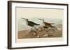 Red Backed Sandpiper-John James Audubon-Framed Art Print