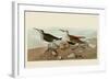 Red Backed Sandpiper-John James Audubon-Framed Art Print