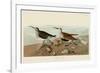 Red Backed Sandpiper-John James Audubon-Framed Art Print