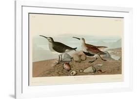 Red Backed Sandpiper-John James Audubon-Framed Art Print