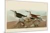 Red Backed Sandpiper-John James Audubon-Mounted Art Print