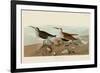 Red Backed Sandpiper-John James Audubon-Framed Art Print