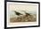 Red Backed Sandpiper-John James Audubon-Framed Art Print