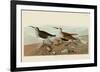 Red Backed Sandpiper-John James Audubon-Framed Giclee Print