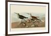 Red Backed Sandpiper-John James Audubon-Framed Giclee Print