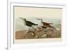 Red Backed Sandpiper-John James Audubon-Framed Giclee Print