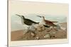 Red Backed Sandpiper-John James Audubon-Stretched Canvas