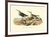 Red-backed Sandpiper-John James Audubon-Framed Art Print