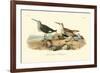 Red-backed Sandpiper-John James Audubon-Framed Art Print