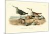 Red-backed Sandpiper-John James Audubon-Mounted Art Print