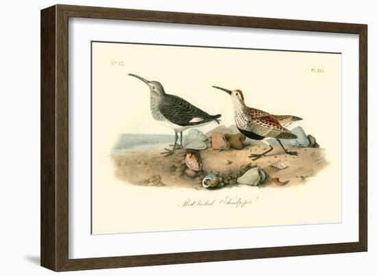 Red-backed Sandpiper-John James Audubon-Framed Art Print