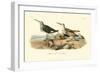 Red-backed Sandpiper-John James Audubon-Framed Art Print