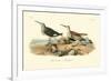 Red-backed Sandpiper-John James Audubon-Framed Premium Giclee Print