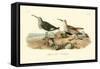 Red-backed Sandpiper-John James Audubon-Framed Stretched Canvas