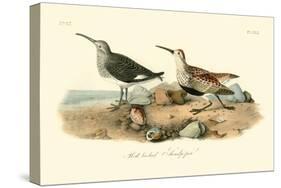 Red-backed Sandpiper-John James Audubon-Stretched Canvas