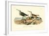 Red-backed Sandpiper-John James Audubon-Framed Art Print