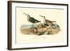 Red-backed Sandpiper-John James Audubon-Framed Art Print