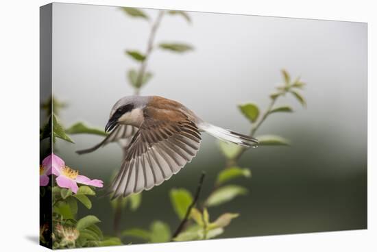 Red-Backed Shrike (Lanius Collurio) Adult Male Taking Off, Lower Saxony, Germany-Kerstin Hinze-Stretched Canvas