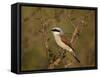 Red-Backed Shrike (Lanius Collurio), Kruger National Park, South Africa, Africa-James Hager-Framed Stretched Canvas