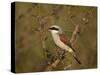 Red-Backed Shrike (Lanius Collurio), Kruger National Park, South Africa, Africa-James Hager-Stretched Canvas