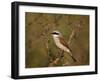 Red-Backed Shrike (Lanius Collurio), Kruger National Park, South Africa, Africa-James Hager-Framed Photographic Print