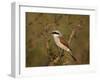 Red-Backed Shrike (Lanius Collurio), Kruger National Park, South Africa, Africa-James Hager-Framed Photographic Print