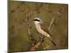 Red-Backed Shrike (Lanius Collurio), Kruger National Park, South Africa, Africa-James Hager-Mounted Photographic Print