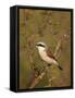 Red-Backed Shrike (Lanius Collurio), Kruger National Park, South Africa, Africa-James Hager-Framed Stretched Canvas